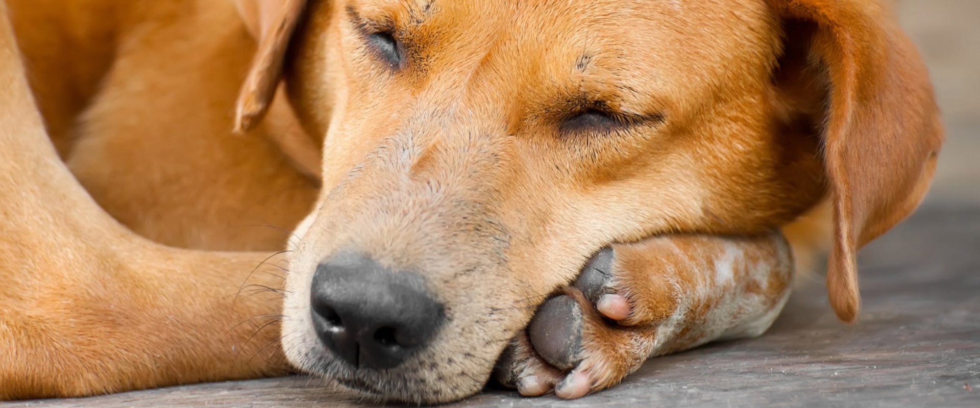 signs of internal trauma in dogs
