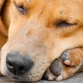 Treatment of traumatic brain injury in dogs?